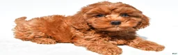 Cavapoo dogs for sale: Jamie - Ad 5
