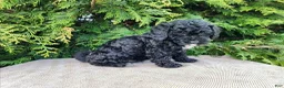 Mini Bernedoodle dogs for sale: Brock - Ad 12