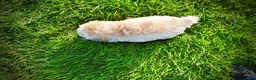 Havapoo dogs for sale: Daisy - Ad 7