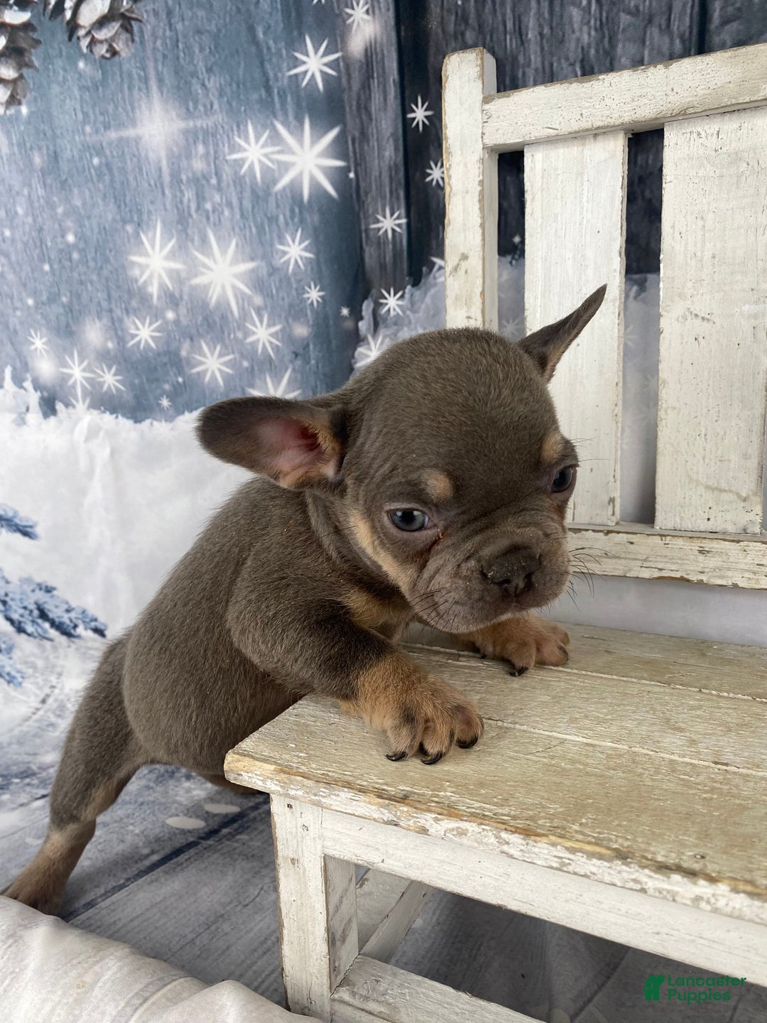 French Bulldog dogs for sale: Hunter - Ad 4
