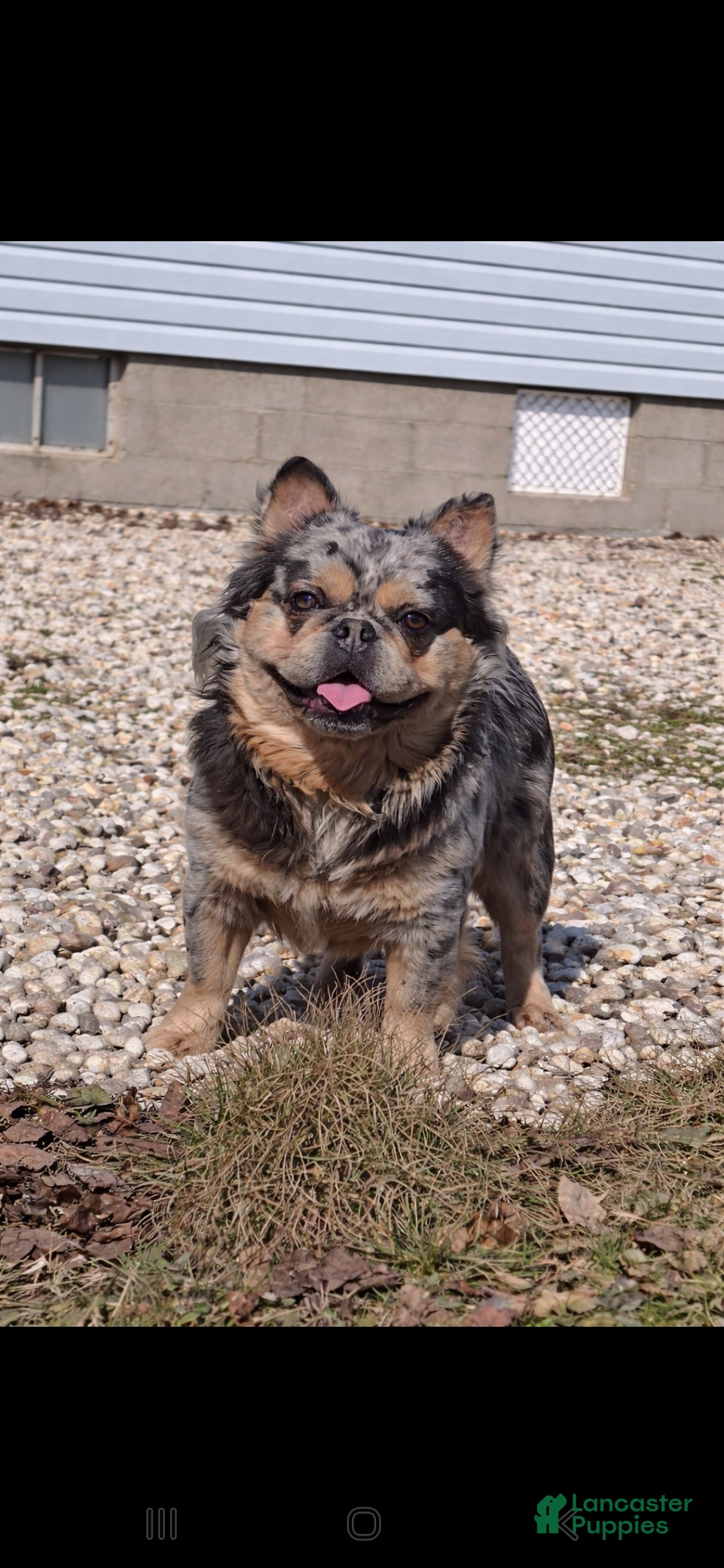 French Bulldog dogs French Bulldog 1 puppies - Ad 1