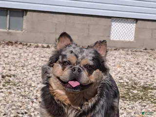 French Bulldog dogs for stud: French Bulldog 1 puppies - Ad 3