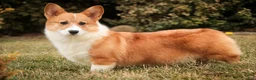 Welsh Corgi Pembroke dogs for sale: Steele - Ad 5
