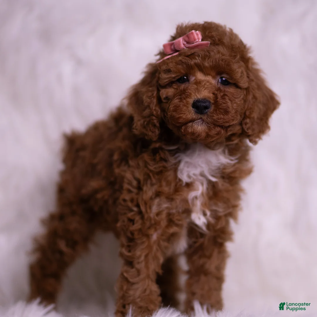 Toy Poodle dogs for sale: Stasha - Ad 2