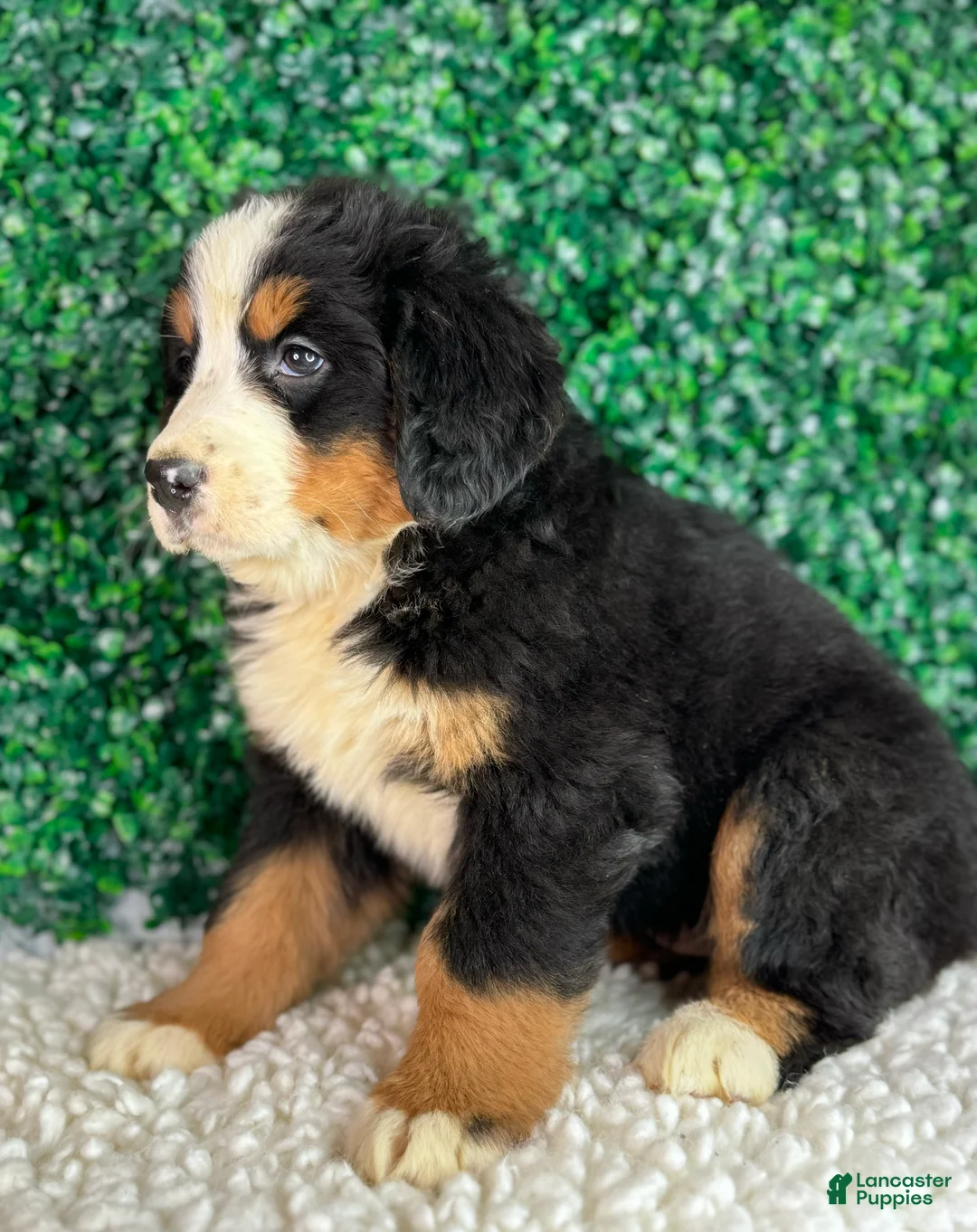 Bernese Mountain Dog dogs for sale:  Chloe  - Ad 2