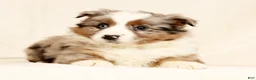 Miniature Australian Shepherd dogs for sale: Edi - Ad 7