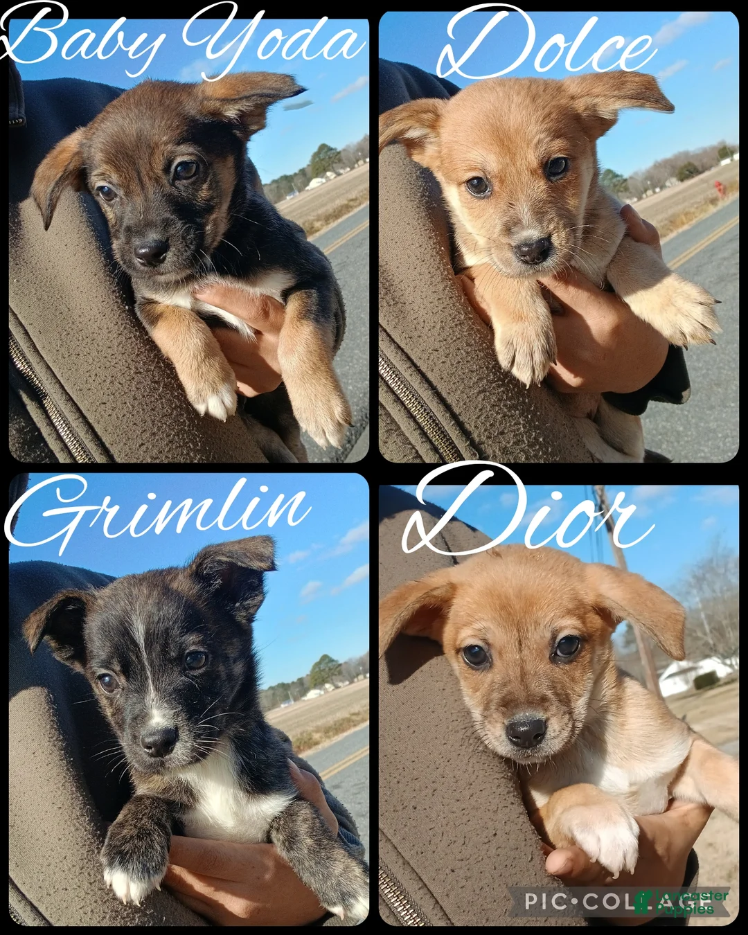 Mixed Breed dogs for sale: Retriever shepherd Puppy #1 - Ad 1