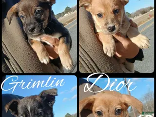 Mixed Breed dogs Retriever shepherd Puppy #1 - Ad 6