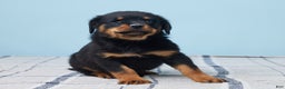 Rottweiler dogs for sale: Moose - Ad 2