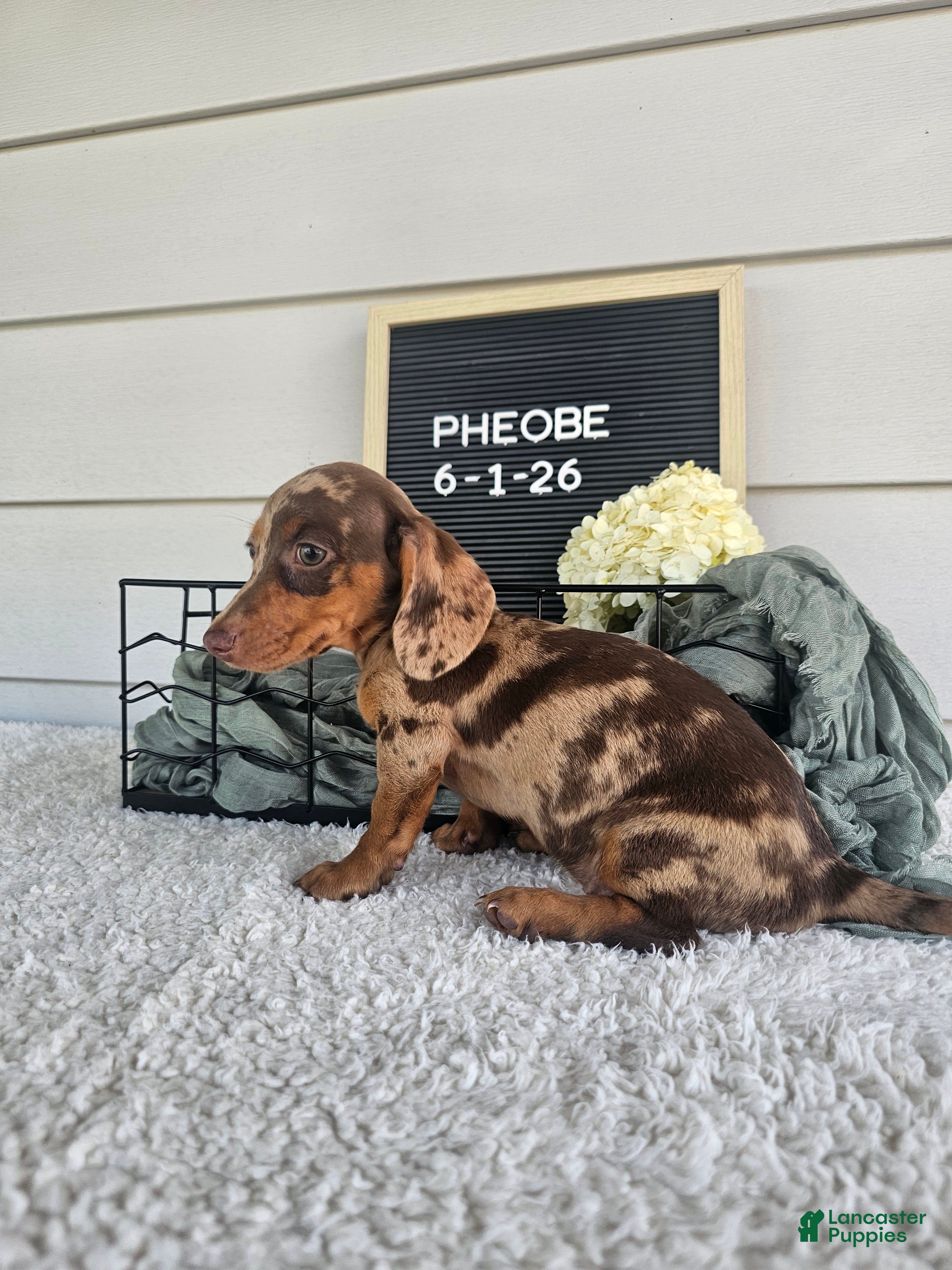 Miniature Dachshund dogs Phoebe - Ad 1