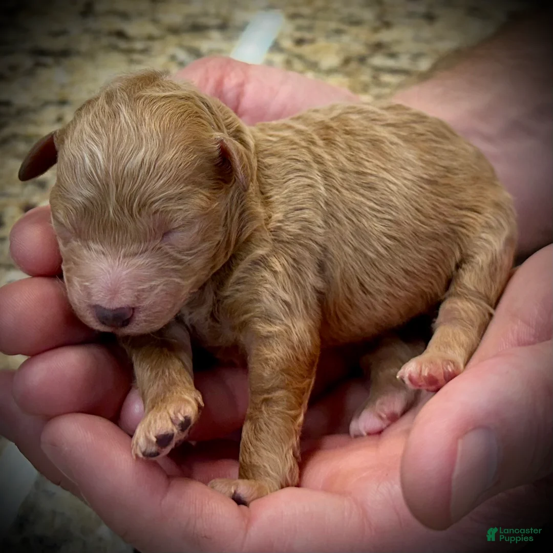 Miniature Poodle dogs for sale: Havarti - Ad 1