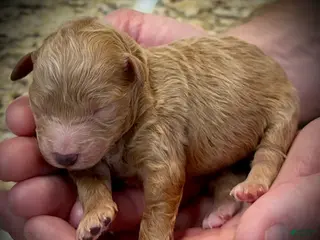 Miniature Poodle dogs Havarti - Ad 7