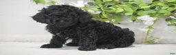 Toy Poodle dogs for sale: Hank - Ad 2