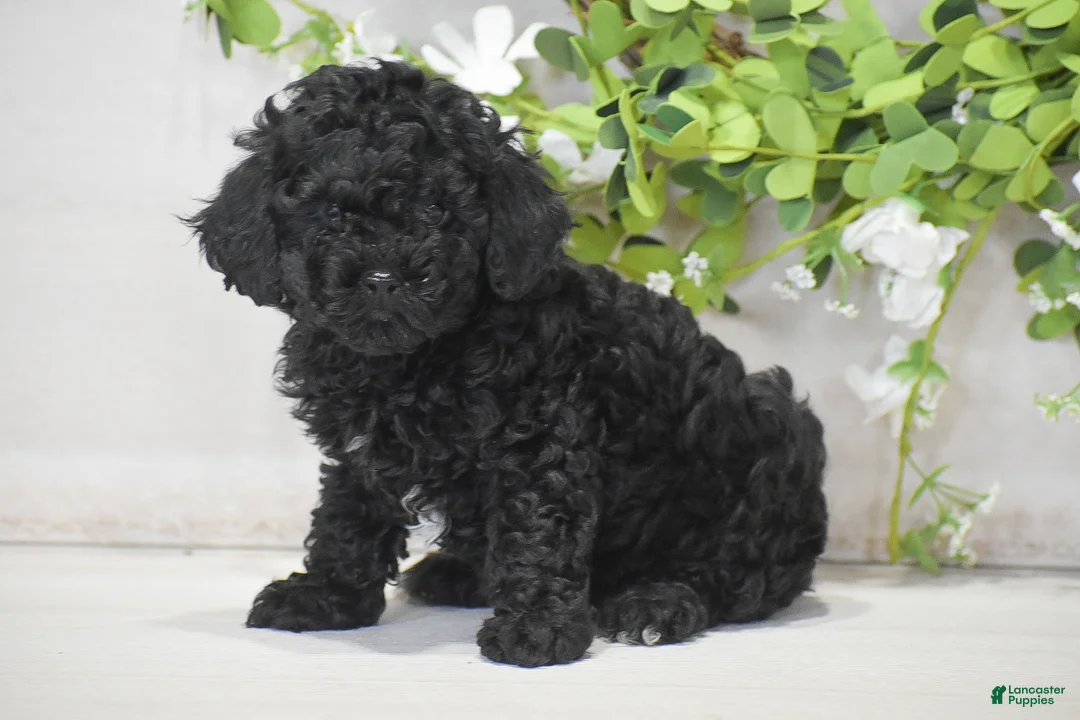 Toy Poodle dogs for sale: Hank - Ad 2