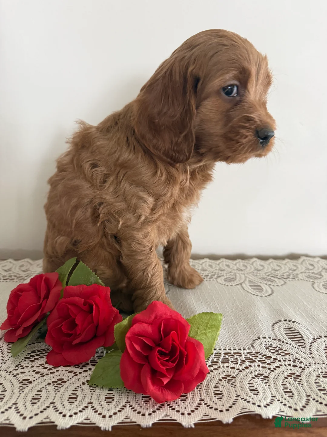 Cockapoo dogs for sale: Cockapoo Puppy 2 - Ad 2