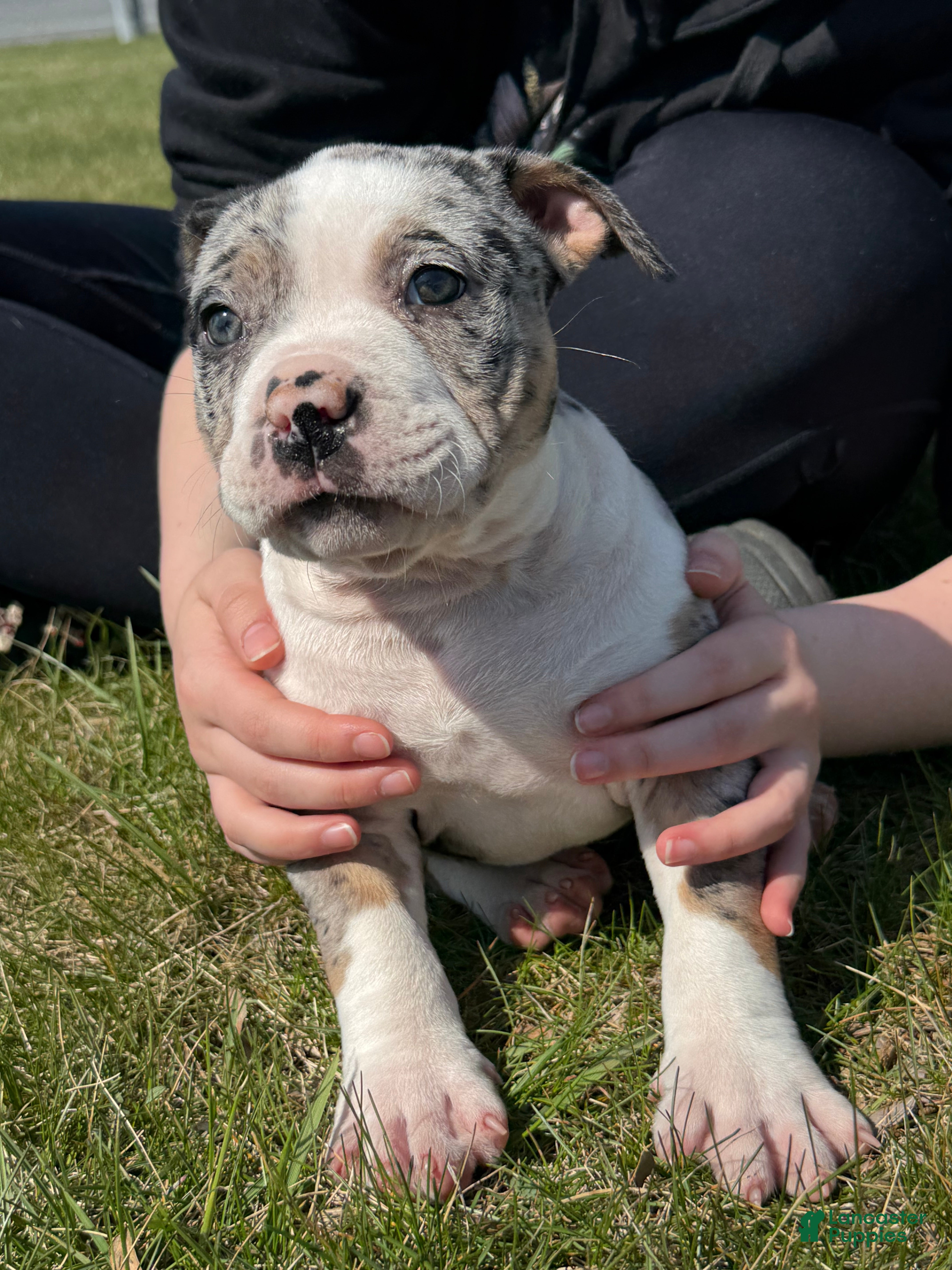American Bully dogs Dazy  - Ad 1