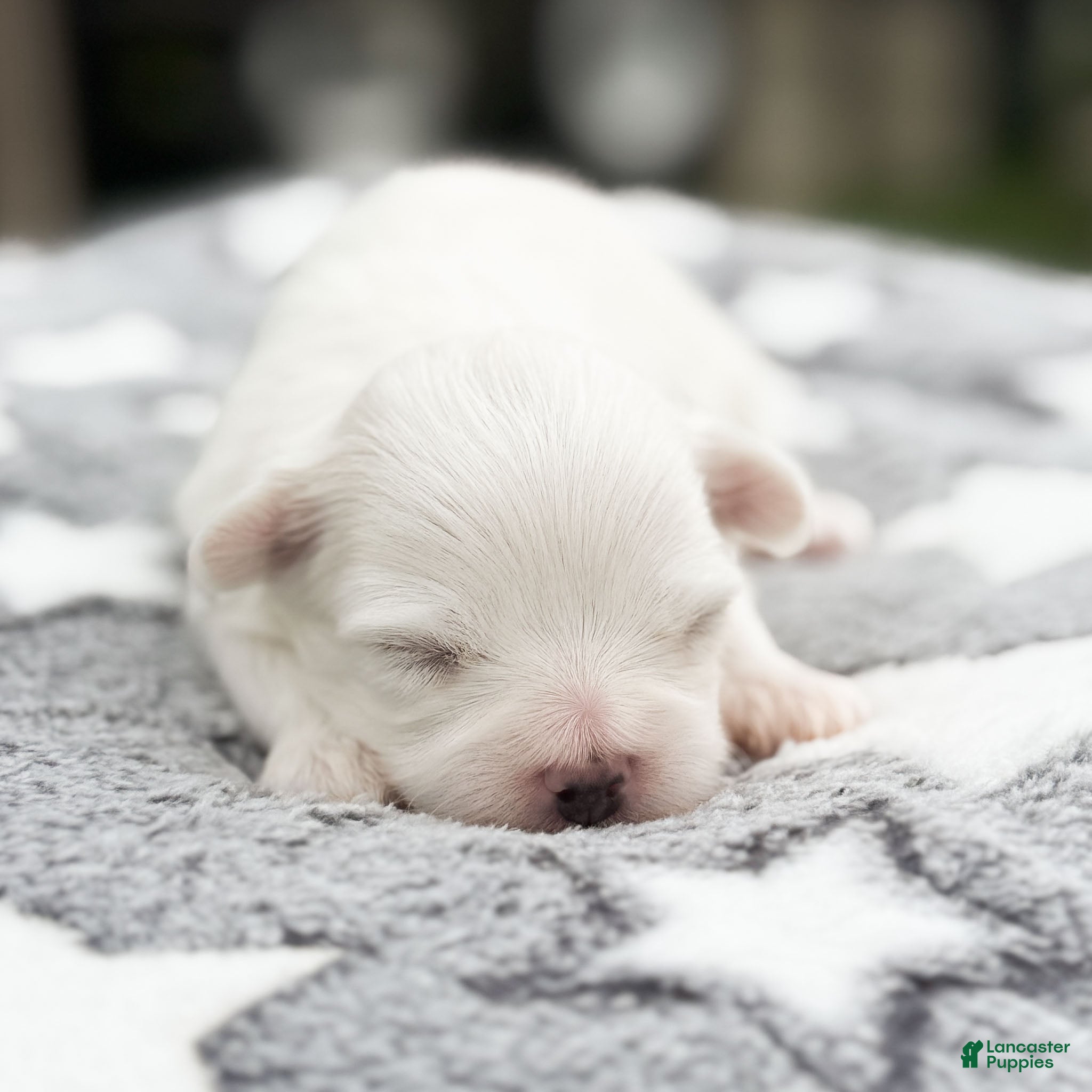 Maltese dogs Lincoln Maltese Puppy - Ad 1