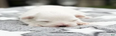 Lincoln Maltese Puppy