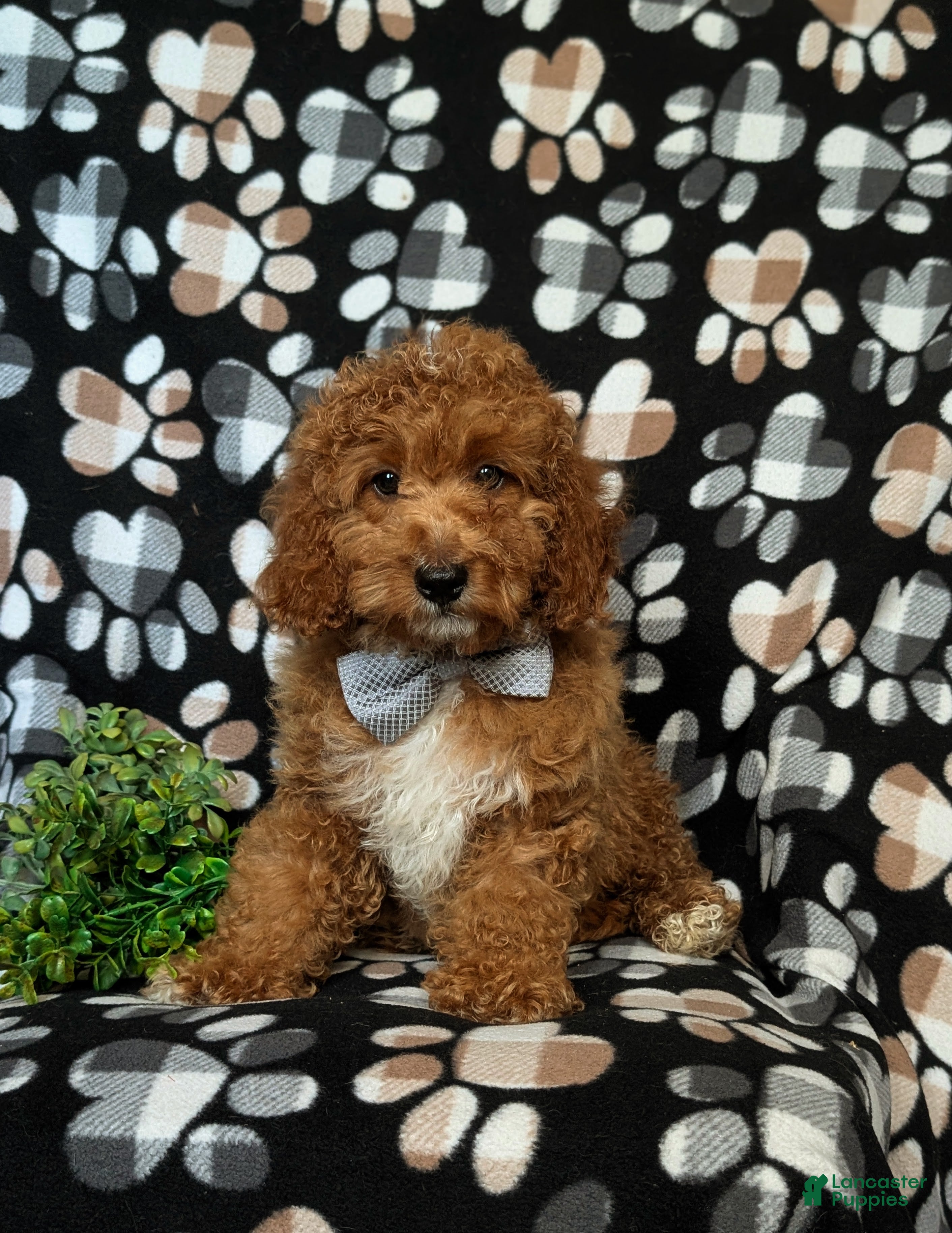 Cockapoo dogs Nikos Hypoallergenic - Ad 2