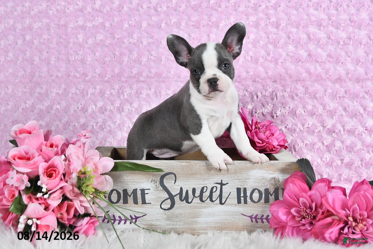Frenchton dogs Linzy - Ad 2