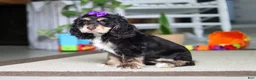 Cocker Spaniel dogs for sale: Hazel - Ad 2