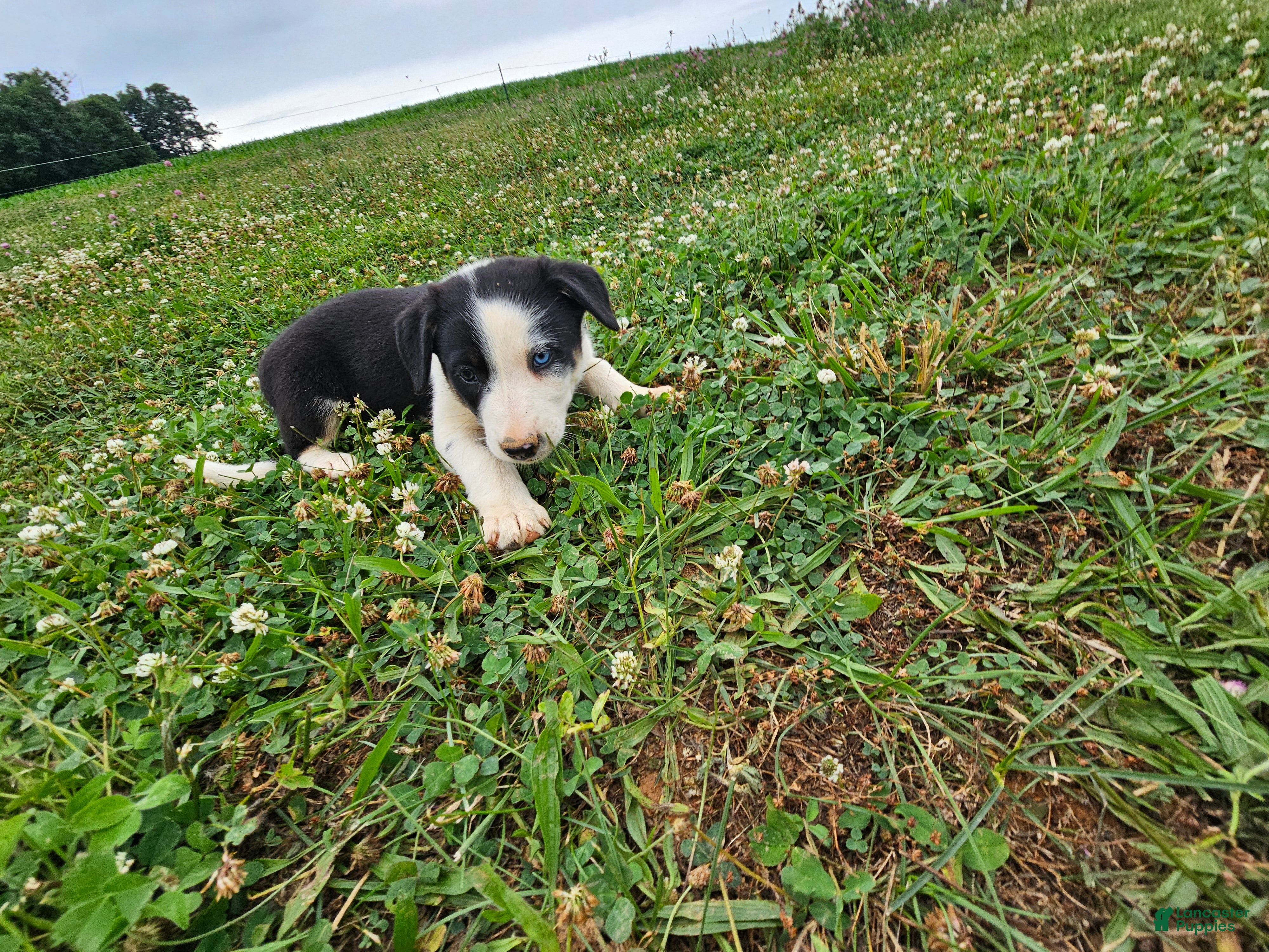 Border Collie dogs Julia  - Ad 2