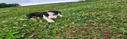 Border Collie dogs for sale: Julia  - Ad 2