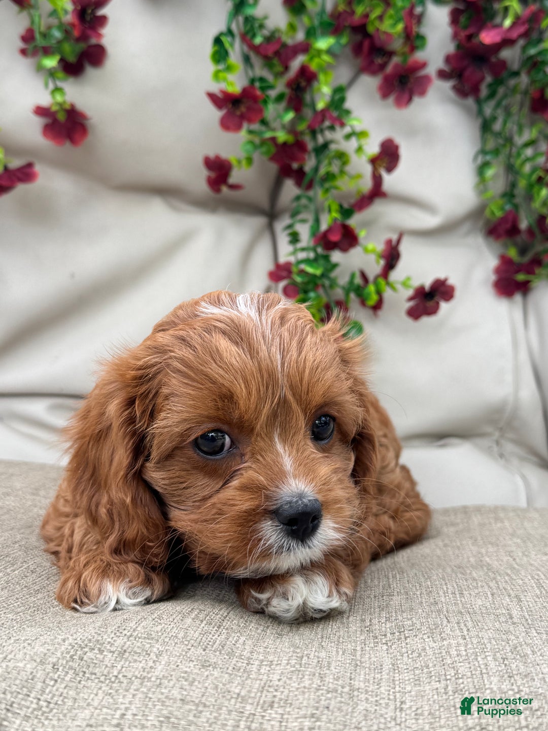 Cavapoo dogs for sale: Rose - Ad 2