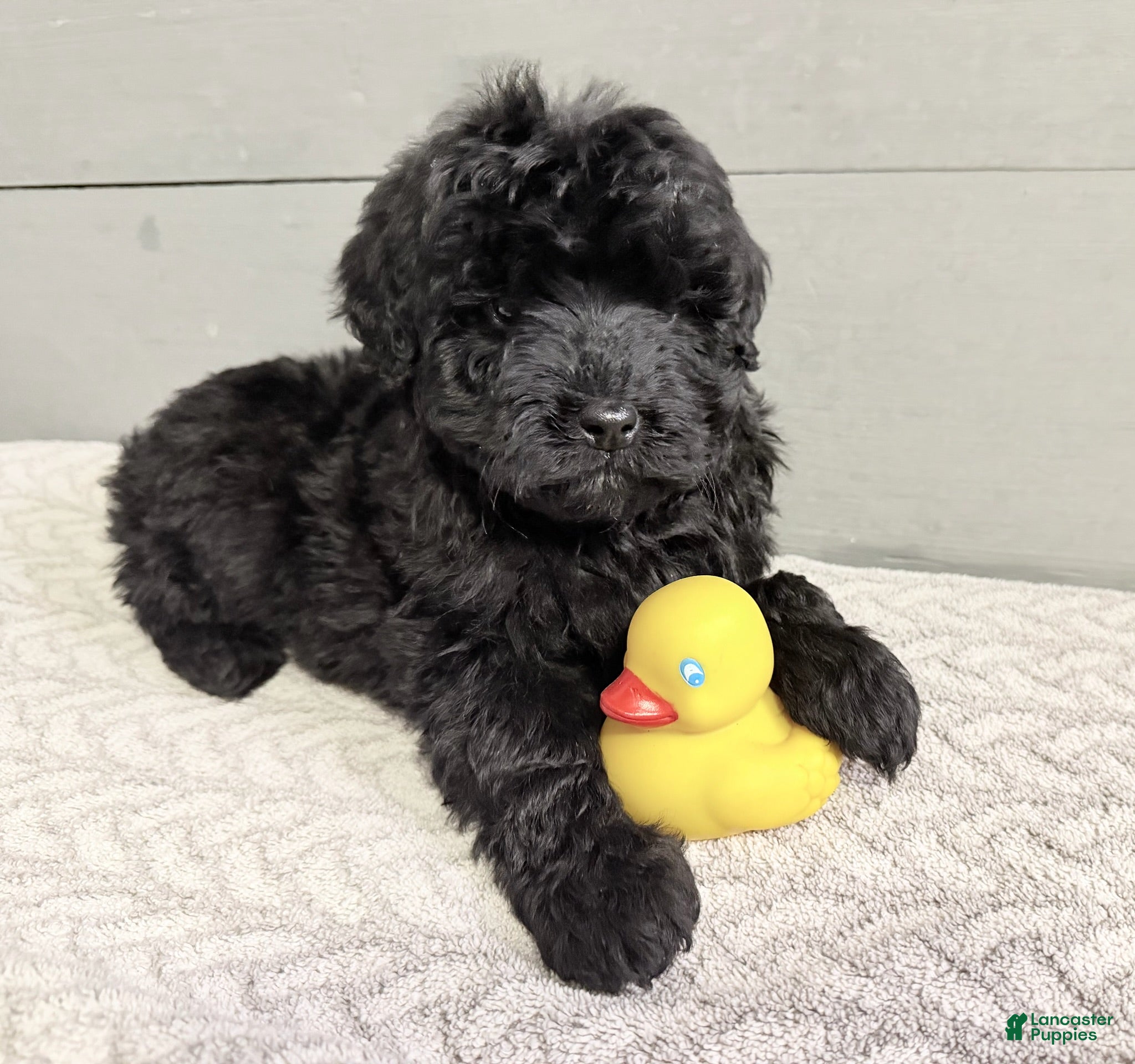 Mini Bernedoodle dogs Ebony - Ad 26