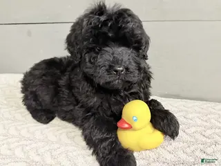 Mini Bernedoodle dogs Ebony - Ad 26