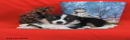 Welsh Corgi Pembroke dogs for sale: Pepper - Ad 13