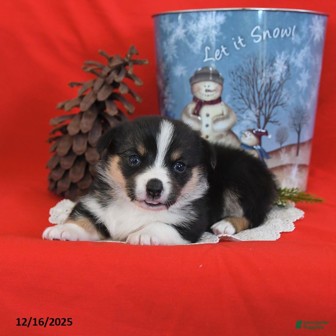 Welsh Corgi Pembroke dogs for sale: Pepper - Ad 13