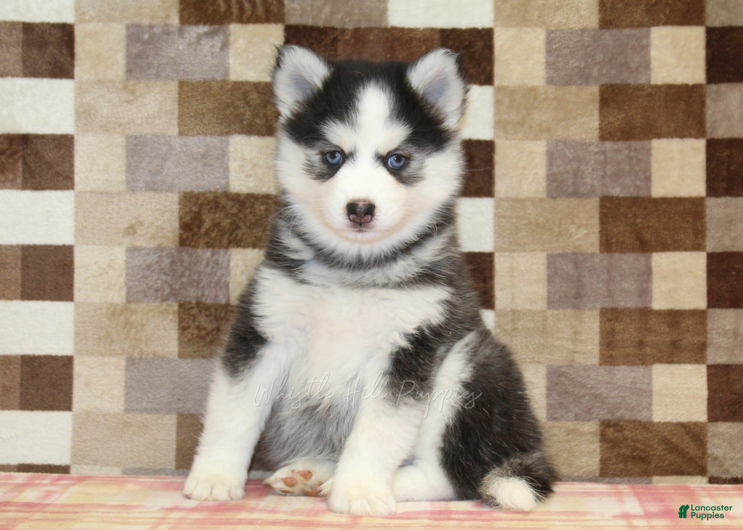 Pomsky dogs Ice - Ad 2