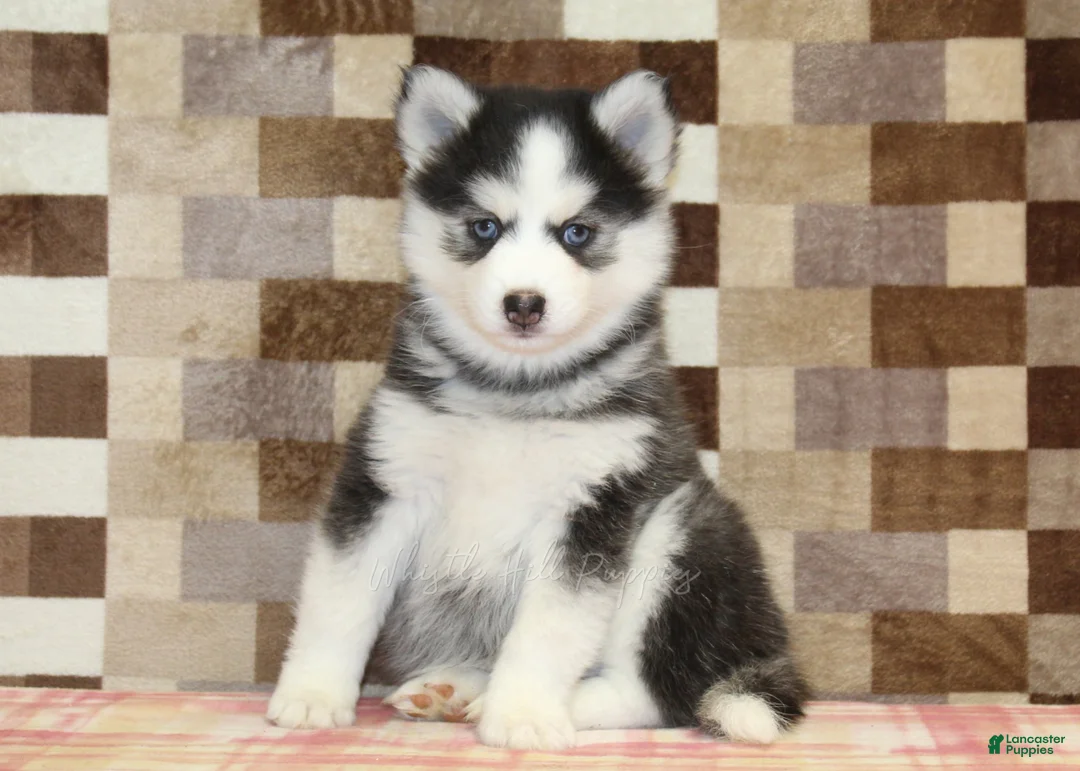 Pomsky dogs for sale: Ice - Ad 2
