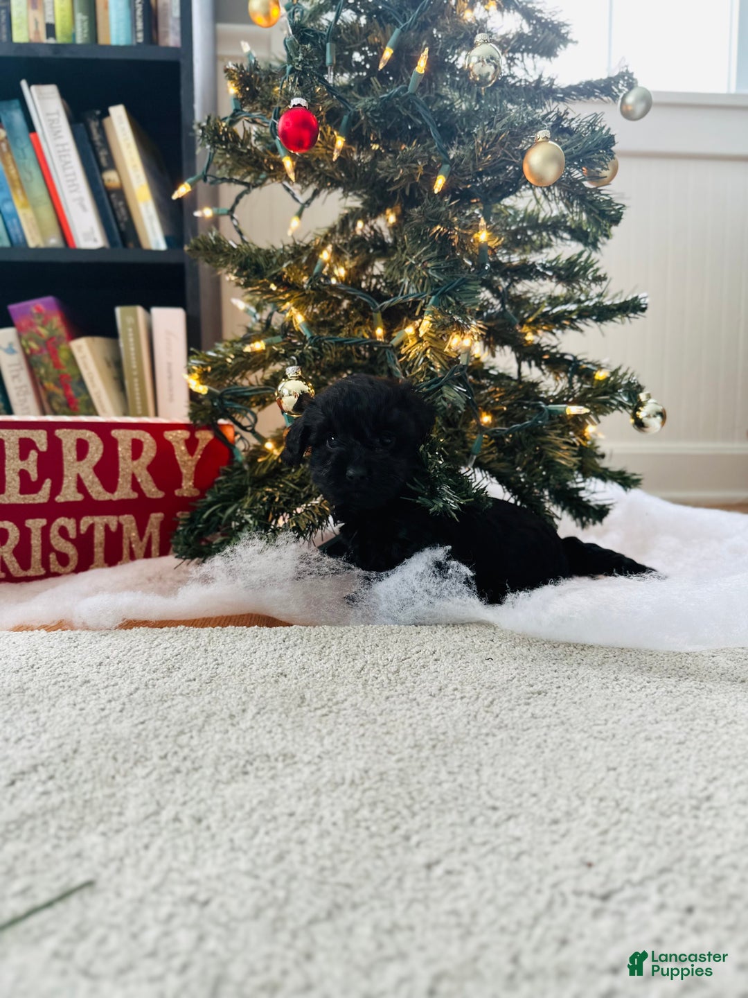 Mixed Breed dogs for sale: Star - Ad 6