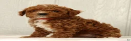 Cavapoo dogs for sale: Lexie - Ad 4
