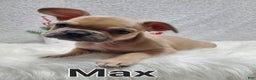 French Bulldog dogs for sale: Max - Ad 4