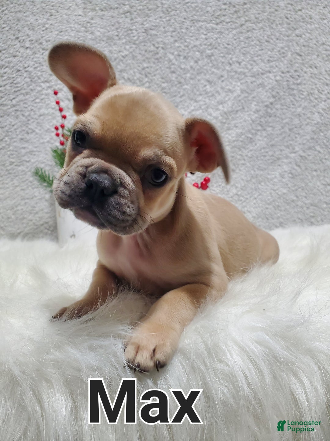 French Bulldog dogs for sale: Max - Ad 4
