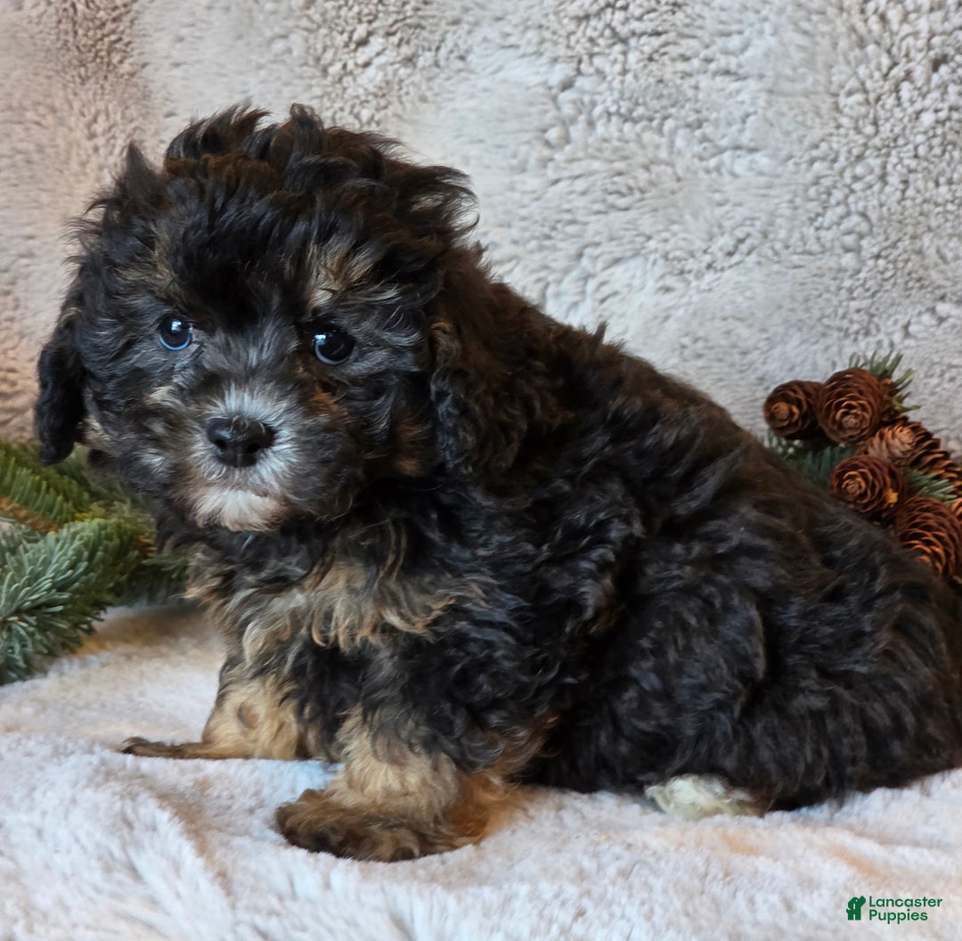 Shihpoo dogs for sale: Trooper - Ad 2