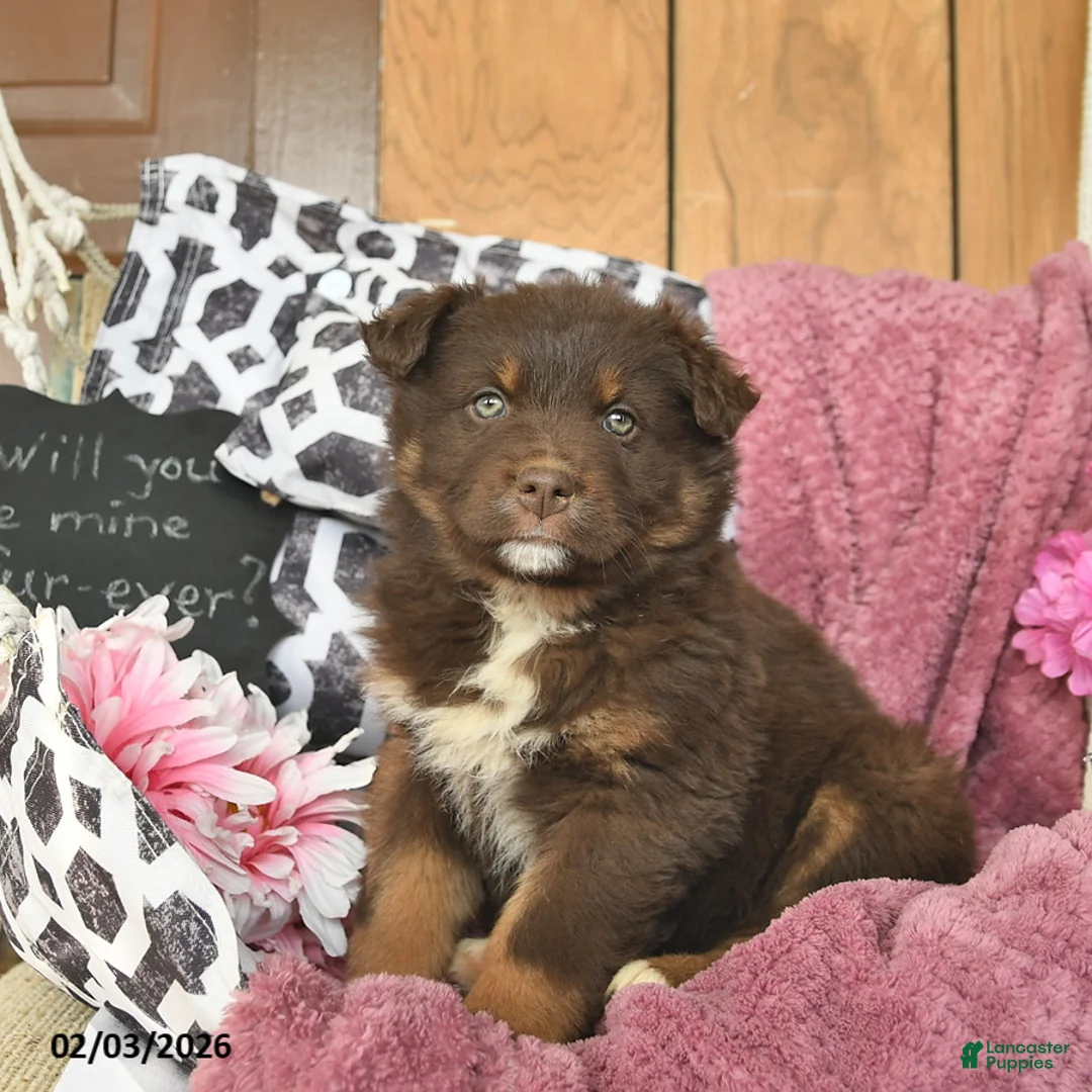 Australian Shepherd dogs for sale: Madaline  - Ad 2
