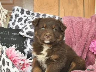 Australian Shepherd dogs for sale: Madaline - Ad 2