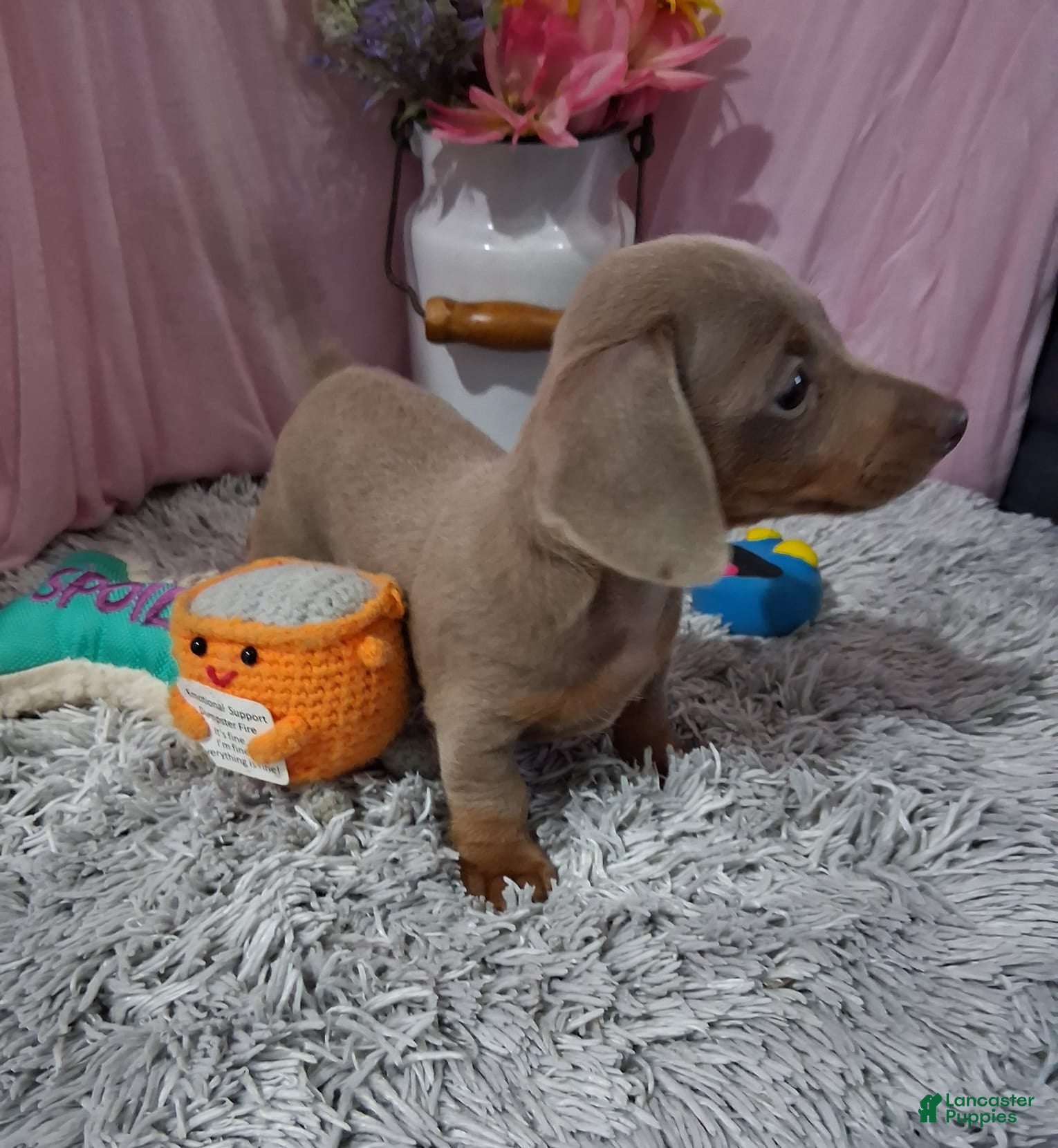 Miniature Dachshund dogs Miniature Dachshund 2 - Ad 1