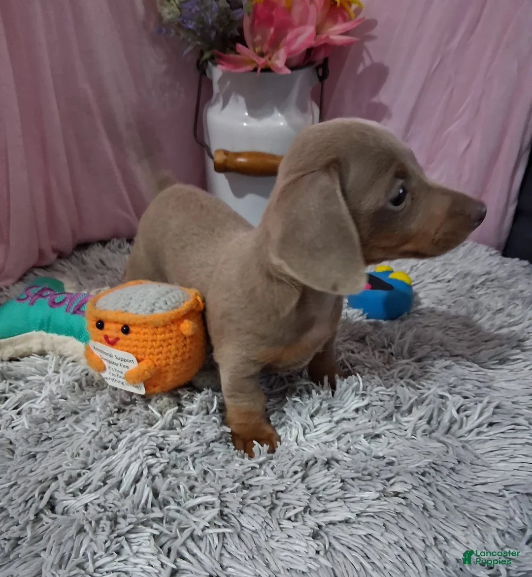 Miniature Dachshund dogs for sale: Miniature Dachshund 2 - Ad 1