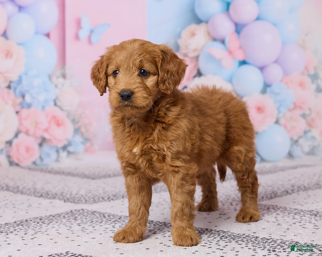 Mini Goldendoodle dogs for sale: Lily - Ad 5