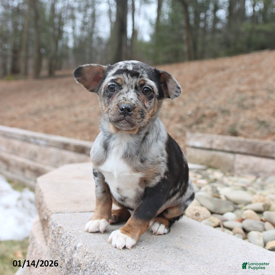 Mixed Breed dogs for sale: Midas - Ad 3