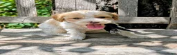 Miniature Poodle dogs for sale: Michaelageo  - Ad 3