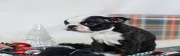 Boston Terrier dogs for sale: Noir - Ad 3