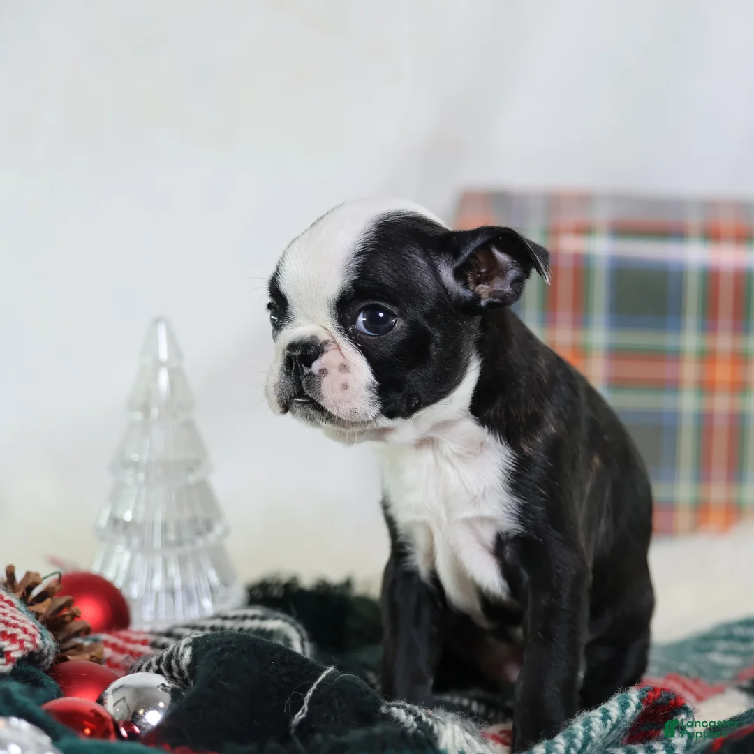 Boston Terrier dogs for sale: Noir - Ad 3