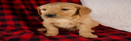 Golden Retriever dogs for sale: Tucker - Ad 3