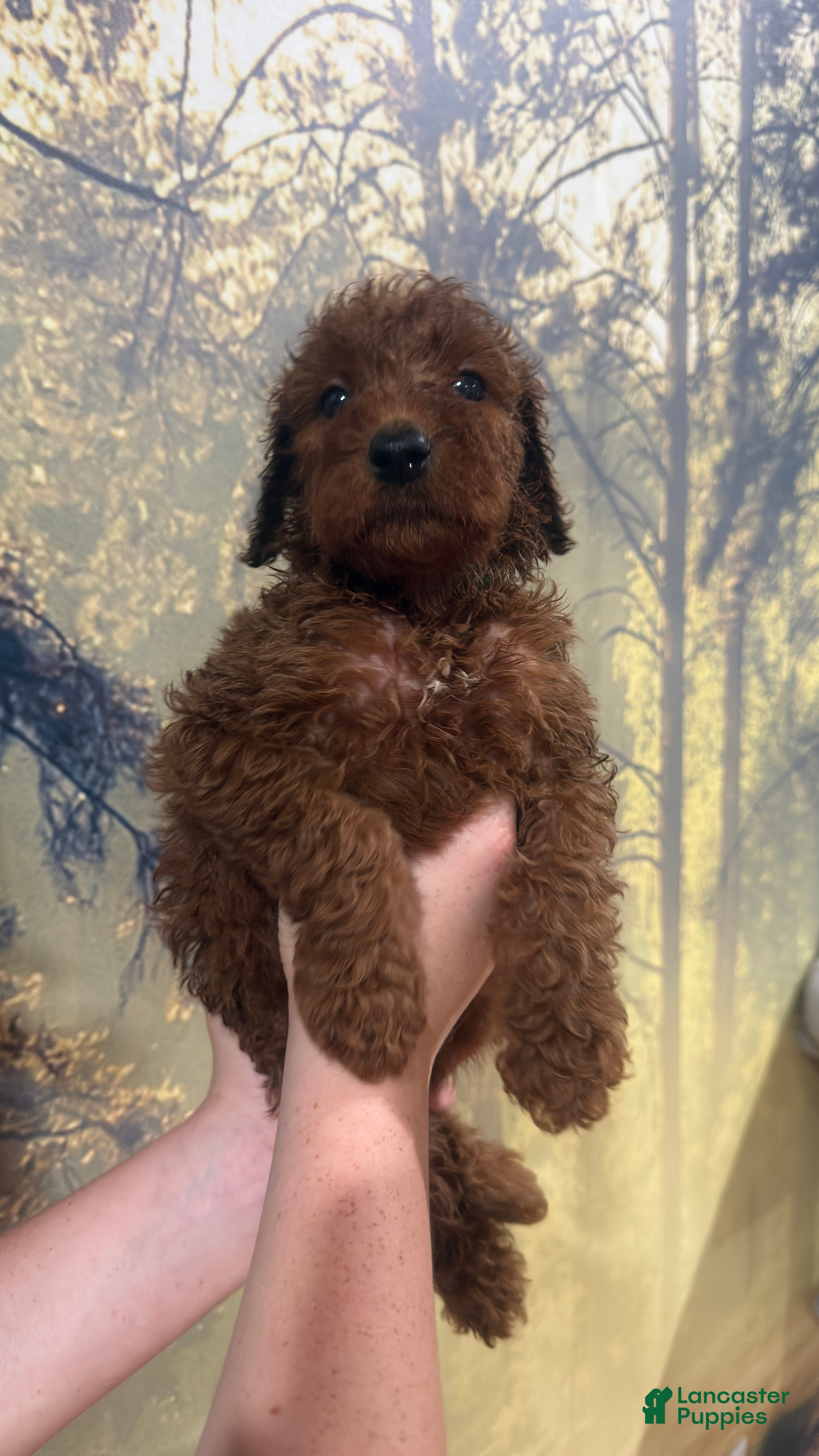 Goldendoodle dogs ❤️ Mr. Red - Ad 1